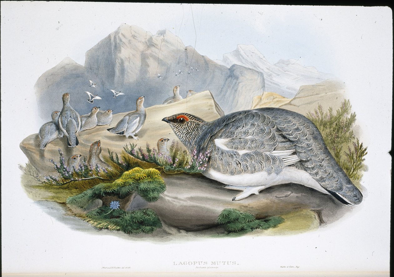 Ptarmigan (podzimní peří) (Lagopus Mutus) (ručně barvené lito) od John (after) Gould