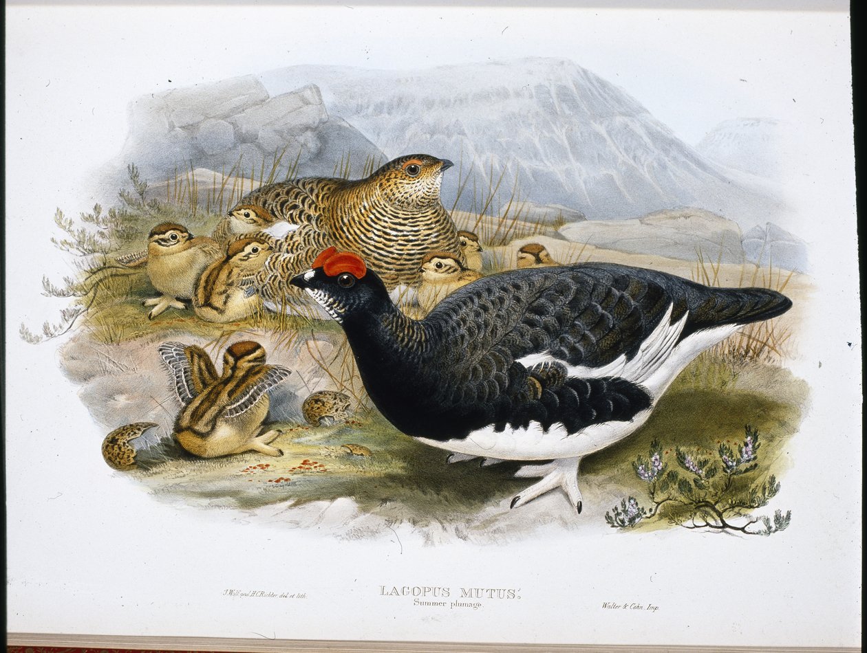 Ptarmigan (Summer Plumage) (Lagopus Mutus) (ručně kolorovaná fotografie) od John (after) Gould
