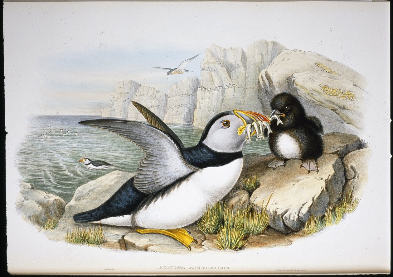 Puffin (Fratercula Arctica) (ručně barvené lito) od John (after) Gould