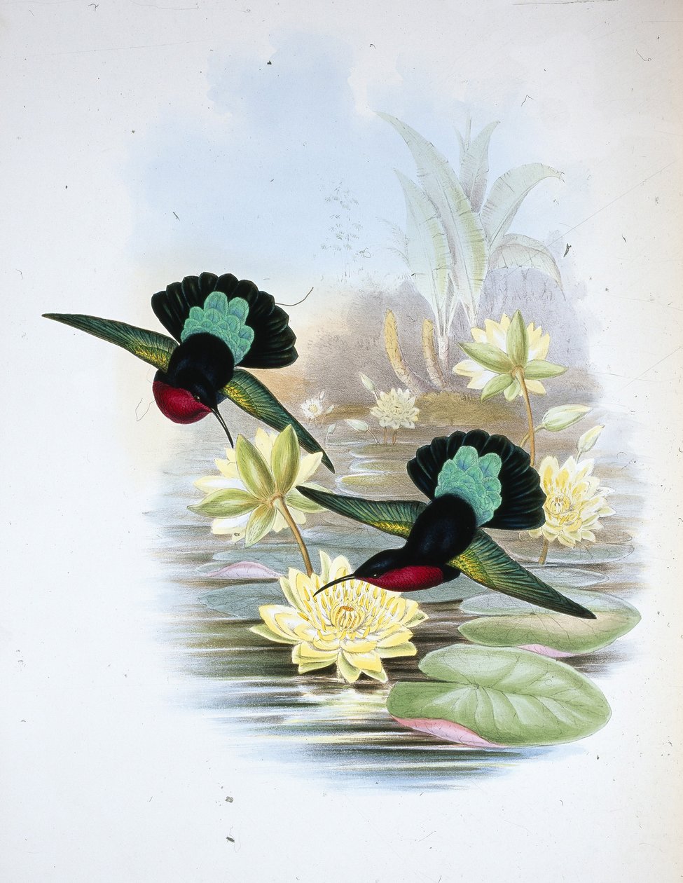 Karib fialový (Eulampis Jugularis) (ručně barvený litho) od John (after) Gould