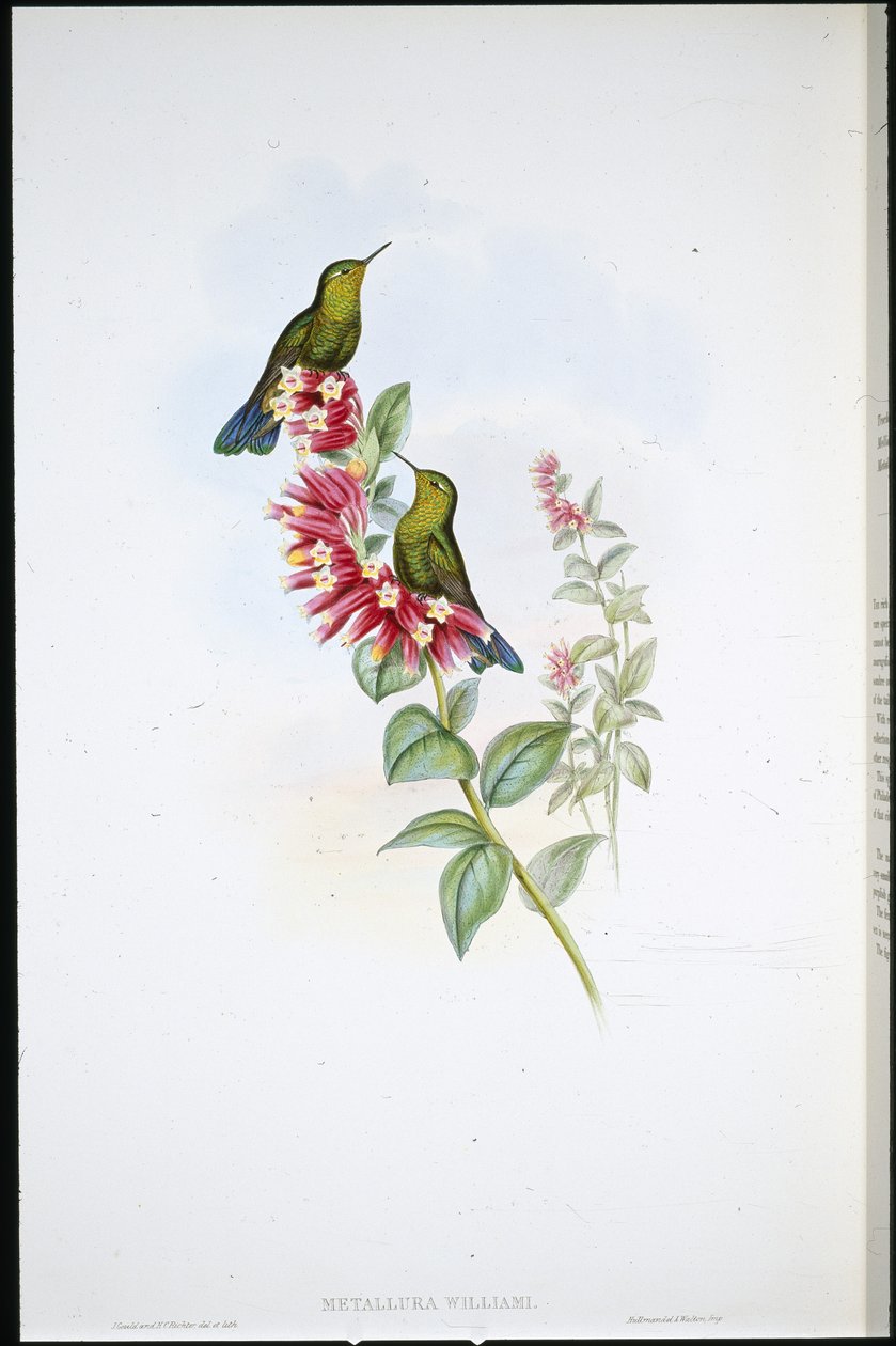 Fialový ocas (Metallura Williami) (ručně barvený litho) od John (after) Gould