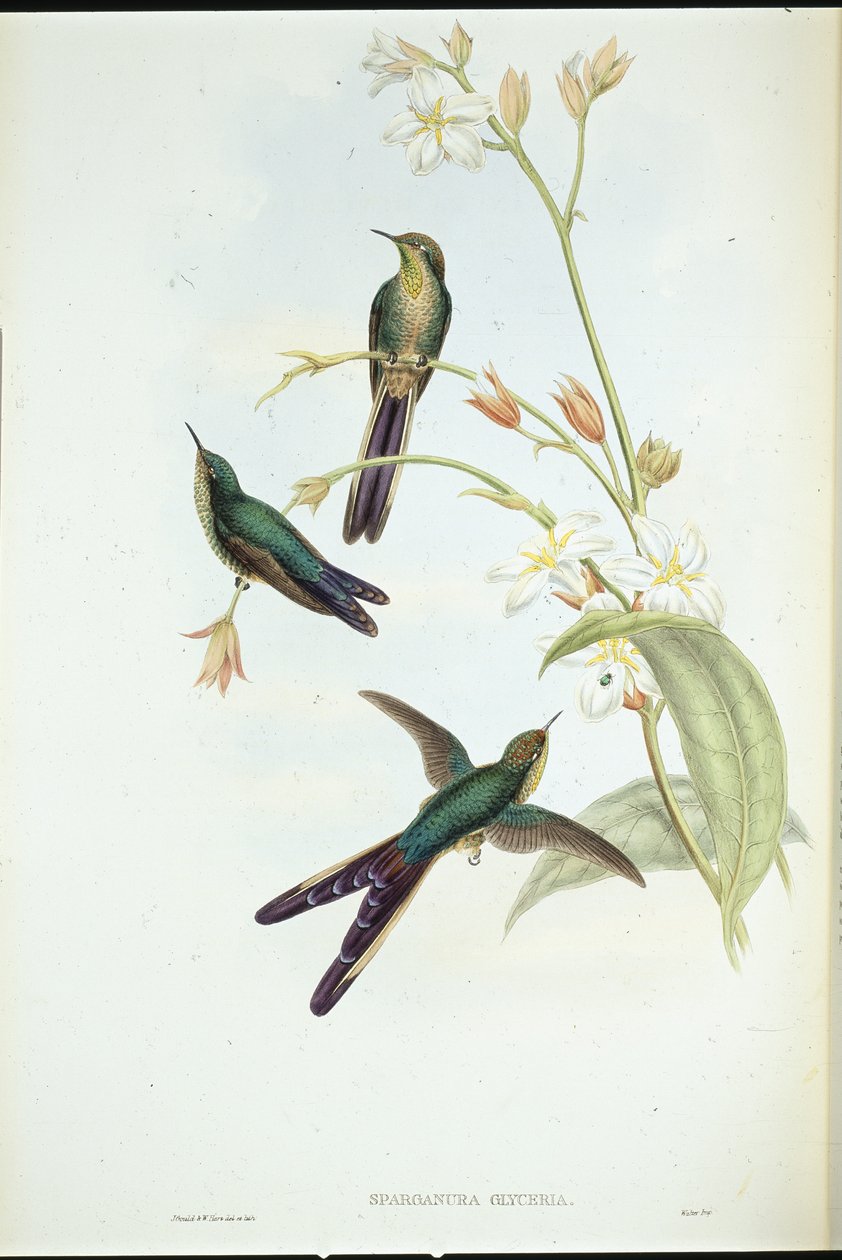 Kolibřík fialovoocasý (Sparganura Glyceria) (ručně barvený litho) od John (after) Gould