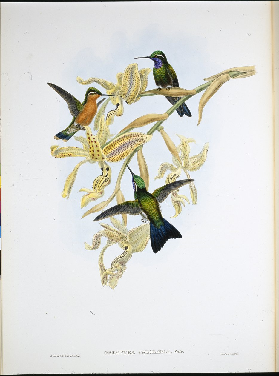 Kolibřík fialový (Oreopyra Calolaema) (ručně barvený litho) od John (after) Gould