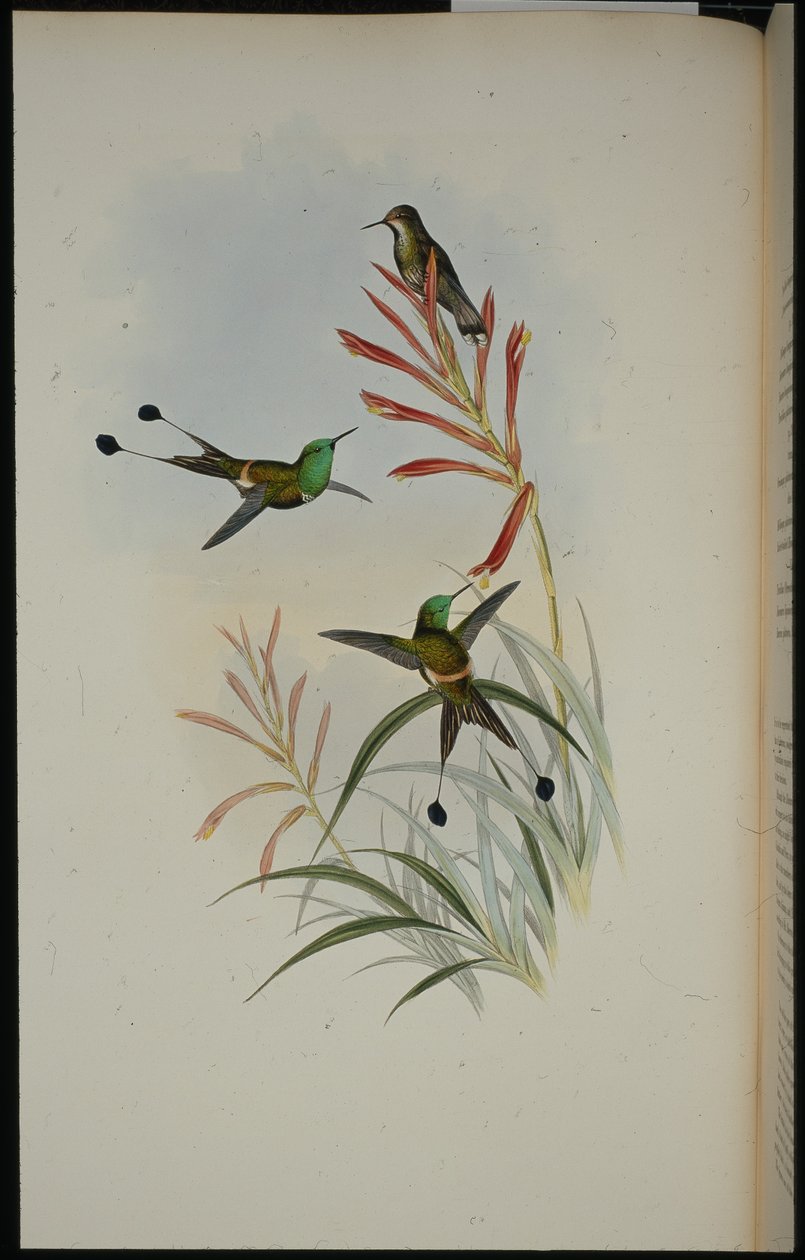 Raket-tail (Discura Longicauda) (ručně barvené litho) od John (after) Gould
