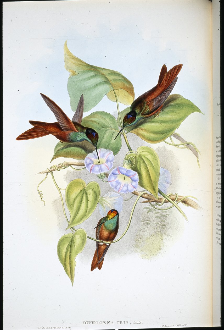 Rainbow (Diphogena Iris) (ručně barvené lito) od John (after) Gould