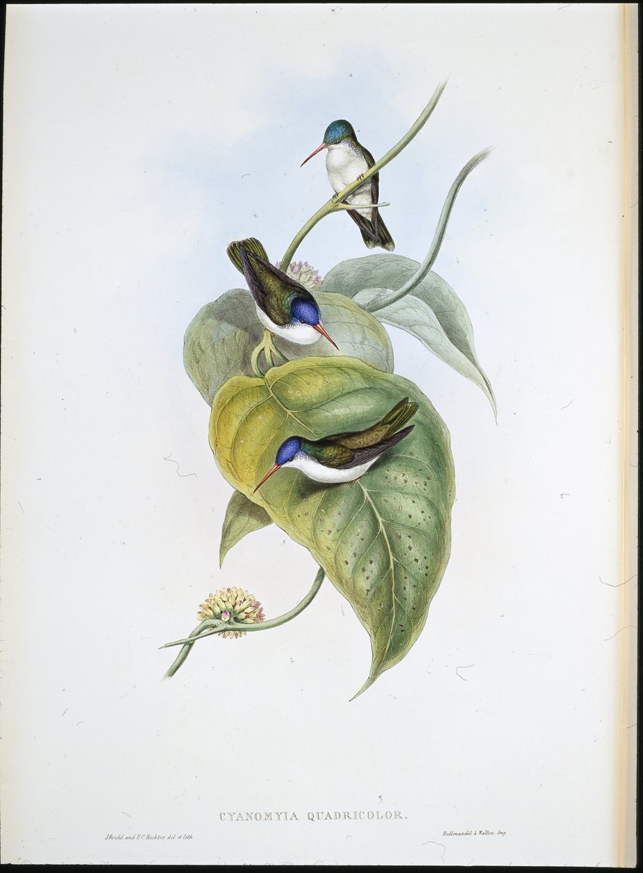 Červenozobá azurová koruna (Cyanomyia Quadricolor) (ručně barvená lito) od John (after) Gould