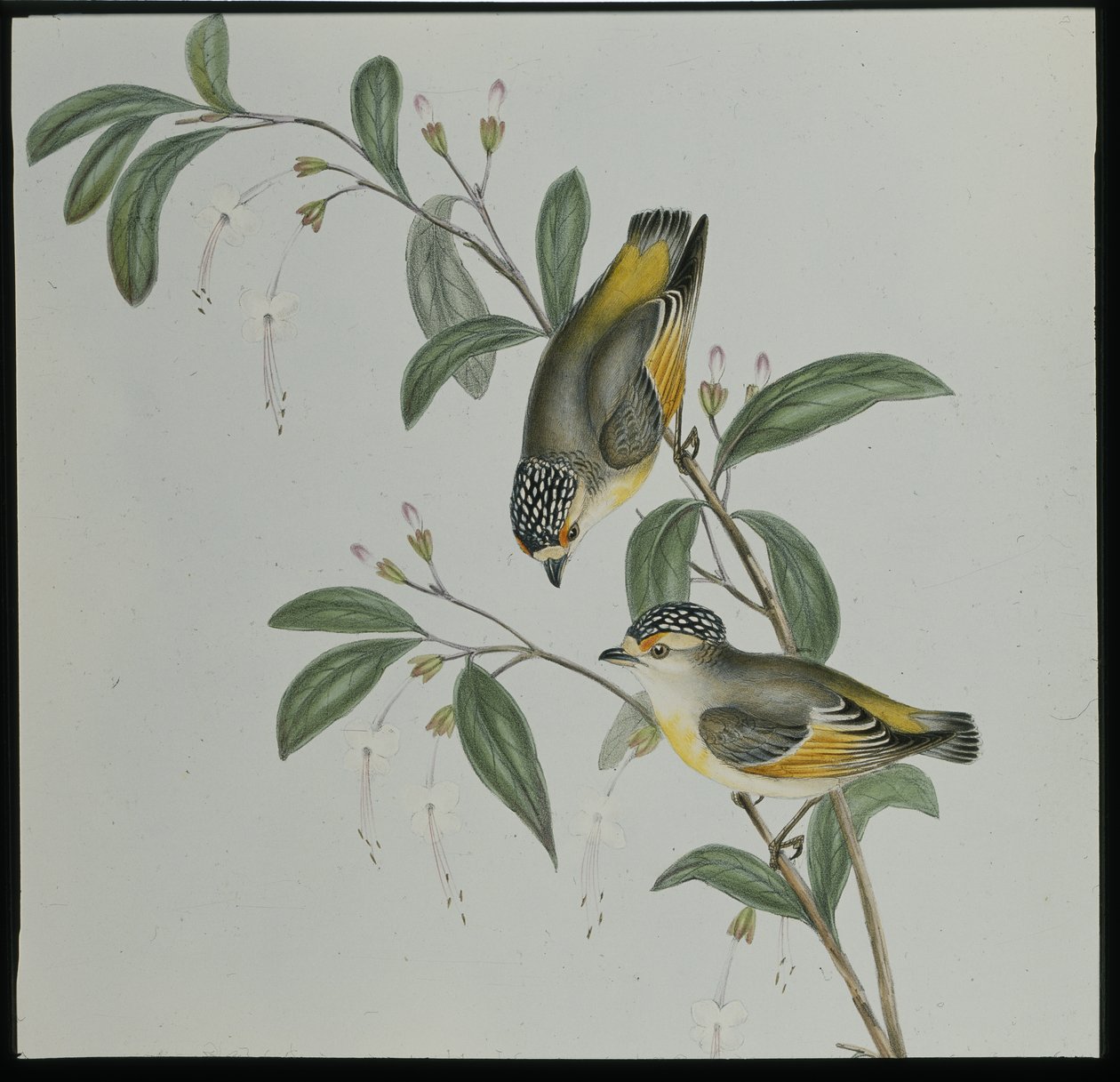 Red-lored Pardalote (pardalotus rubricatus) (ručně barvené litho) od John (after) Gould