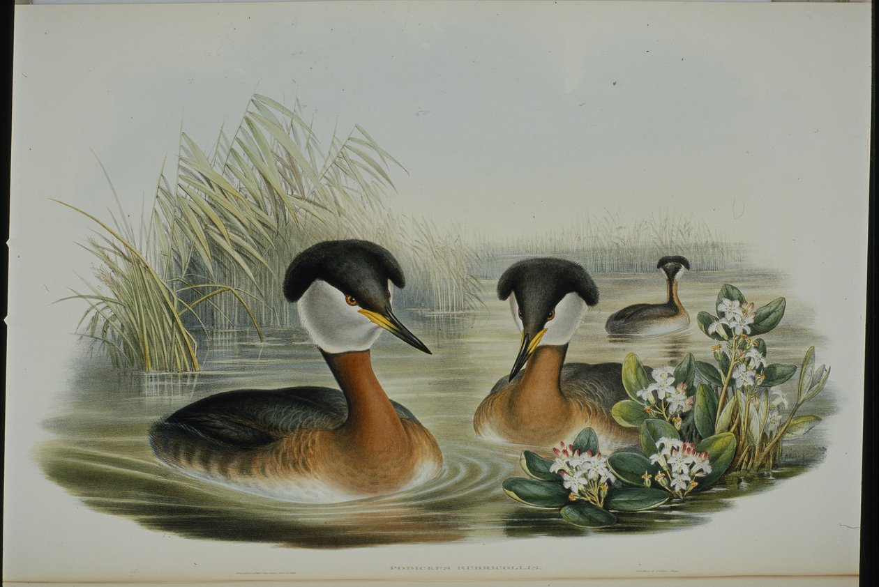 Potápka rudokrká (Podiceps Rubricollis) (ručně barvená lito) od John (after) Gould