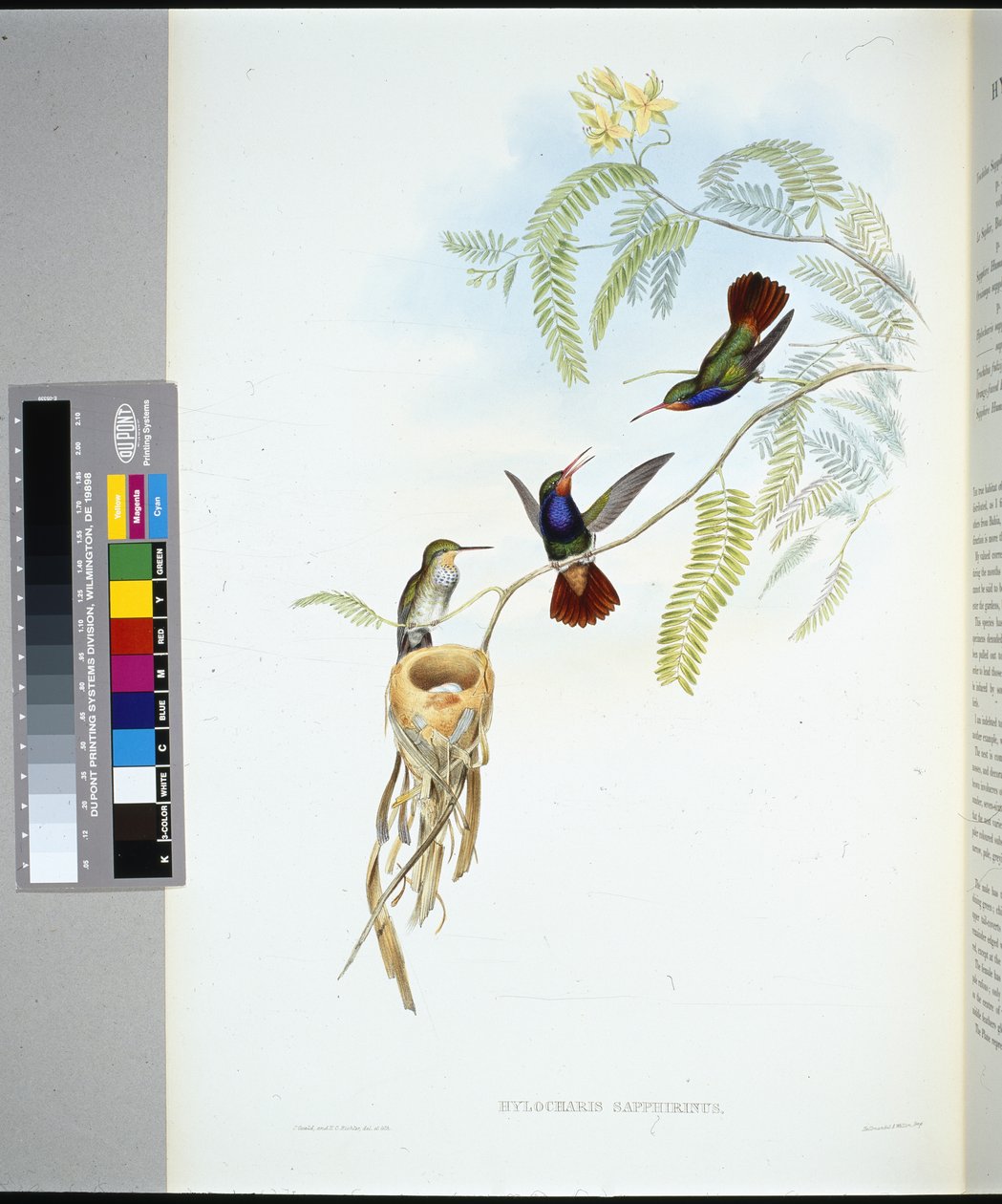 Safír rudohrdlý (hylocharis sapphirinus) (ručně barvený litho) od John (after) Gould