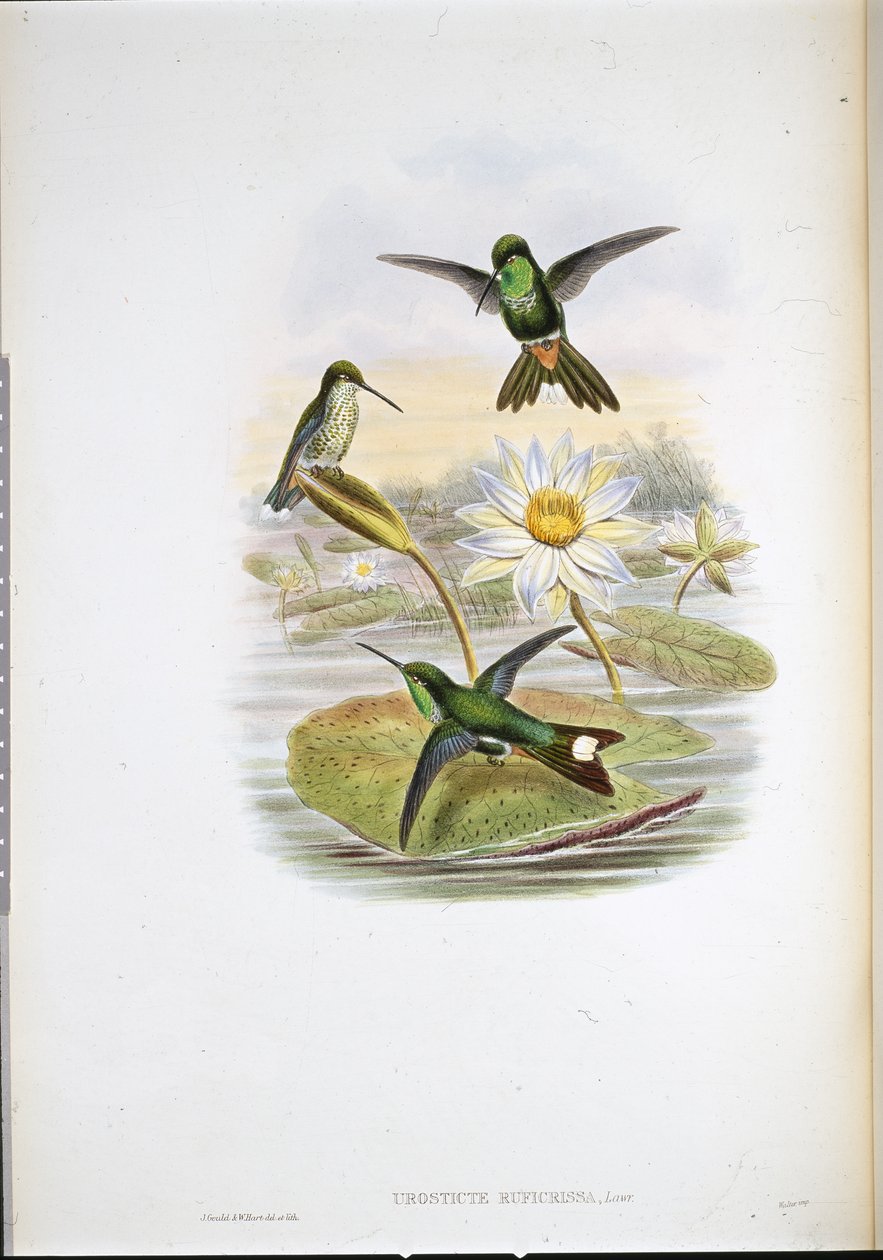 Kolibřík bělocípý (Urosticte Ruficrissa) (ručně barvený litho) od John (after) Gould