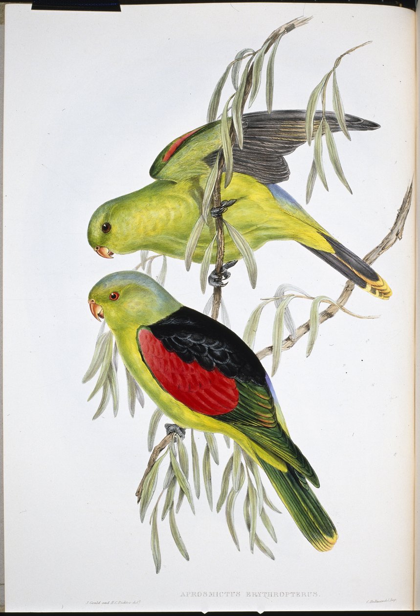 Lory rudokřídlá (Aprosmictus Erythropterus ) (ručně barvené lito) od John (after) Gould