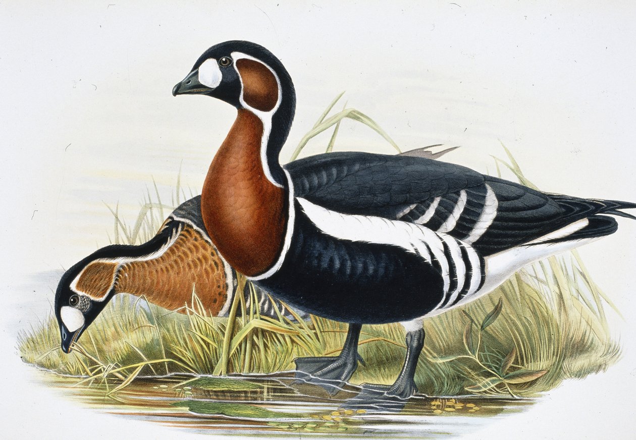 Husa červená (Bernicla Ruficollis (ručně barvená lito) od John (after) Gould