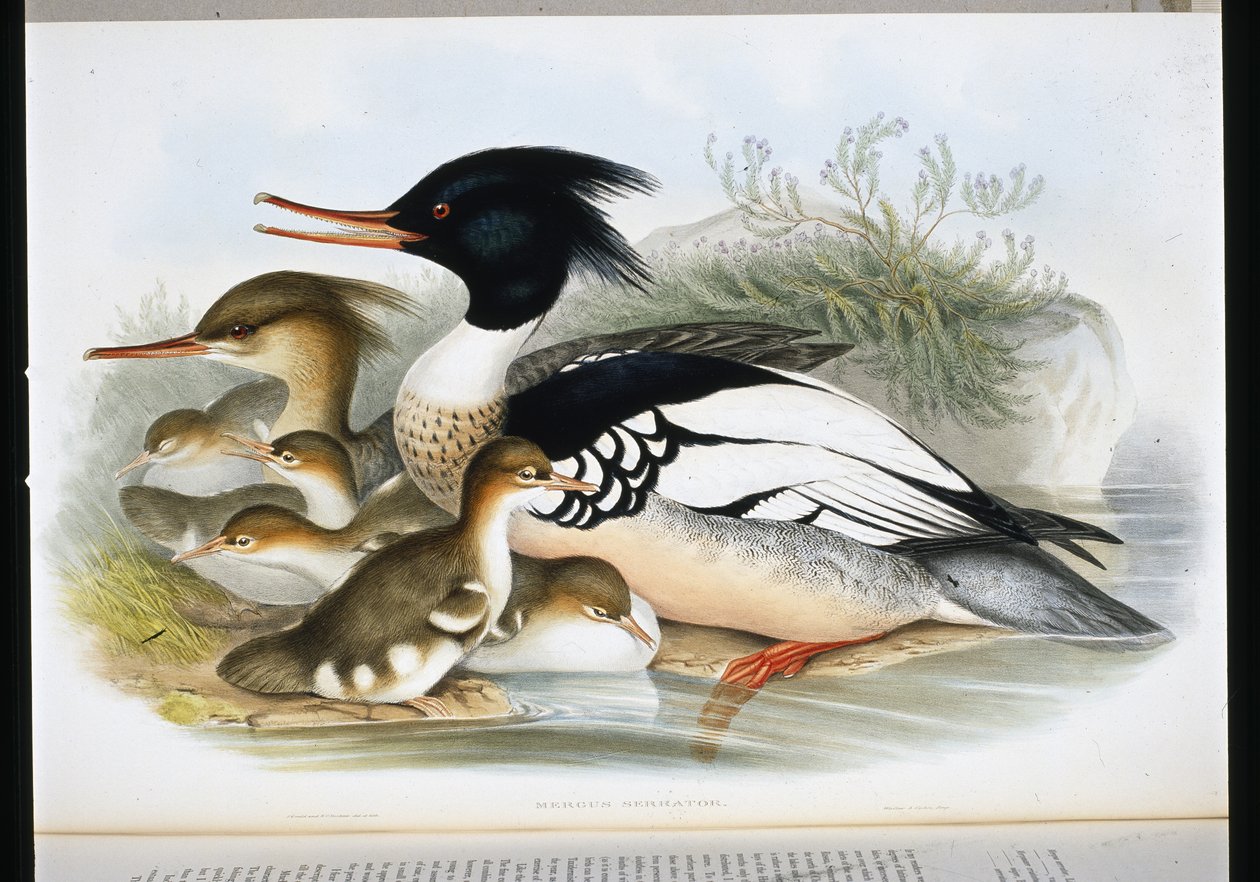 Mergus merganser (Mergus Serrator) (ručně barvené lito) od John (after) Gould