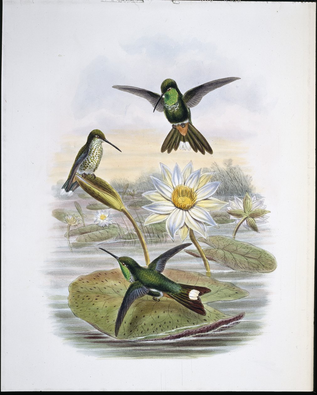 Červená Vented White Tip (ručně barvená lito) od John (after) Gould