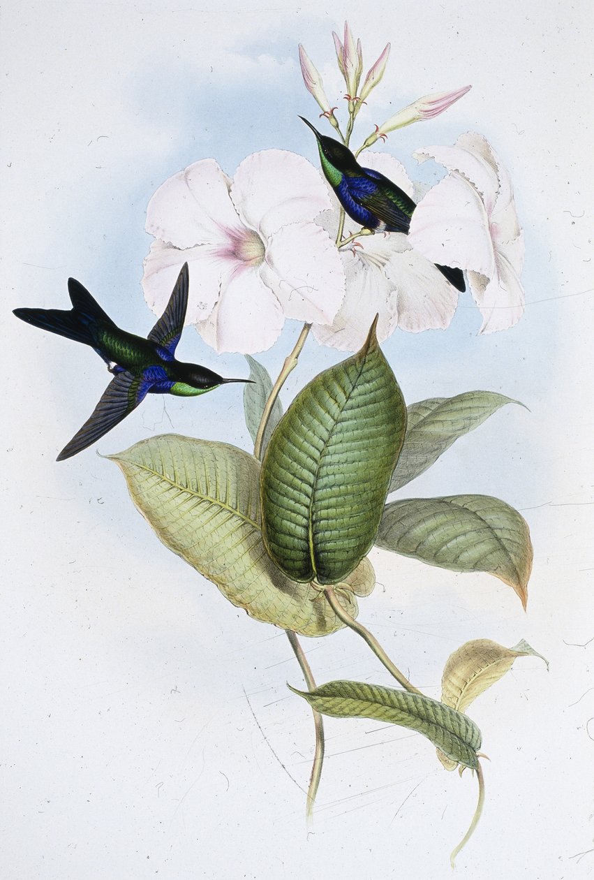 Refulent Panoplites (Thalurania Refulgens) (ručně barvené lito) od John (after) Gould