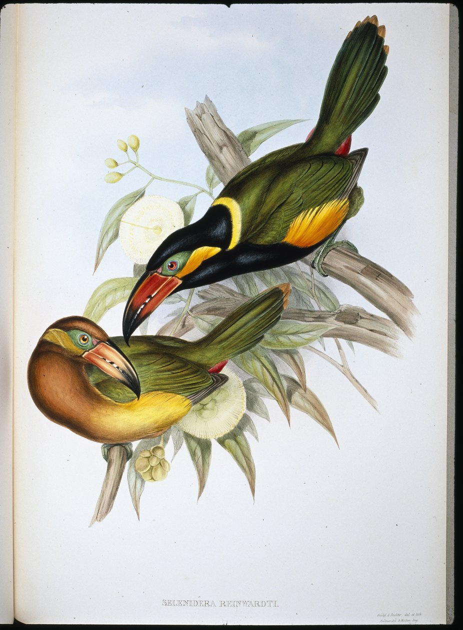 Tukan Reinhardtův (Selenidera Reinwardtii) (ručně kolorované lito) od John (after) Gould