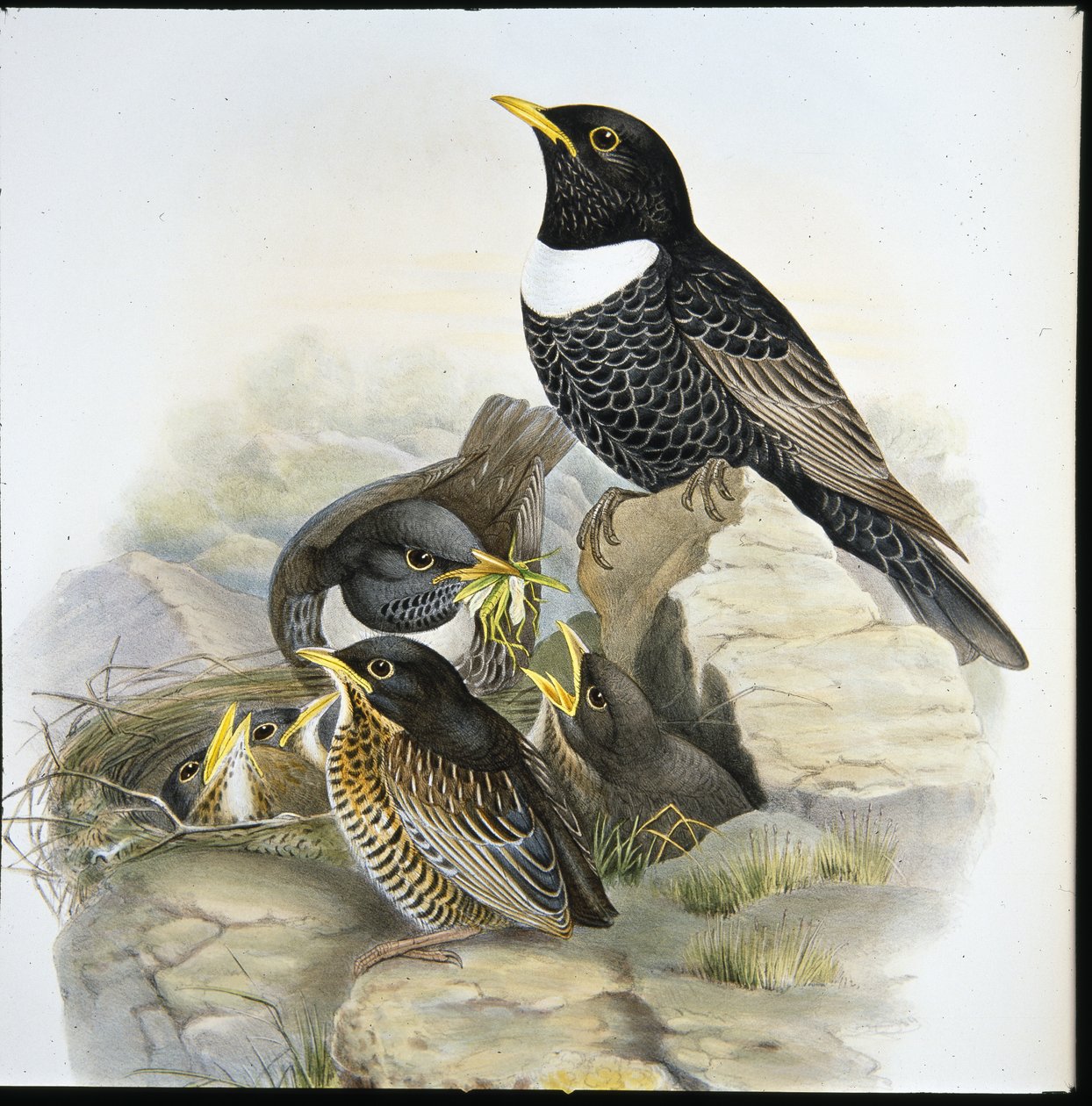 Ring Ouzel (Mer Ulatorquata) (ručně barvené litho) od John (after) Gould