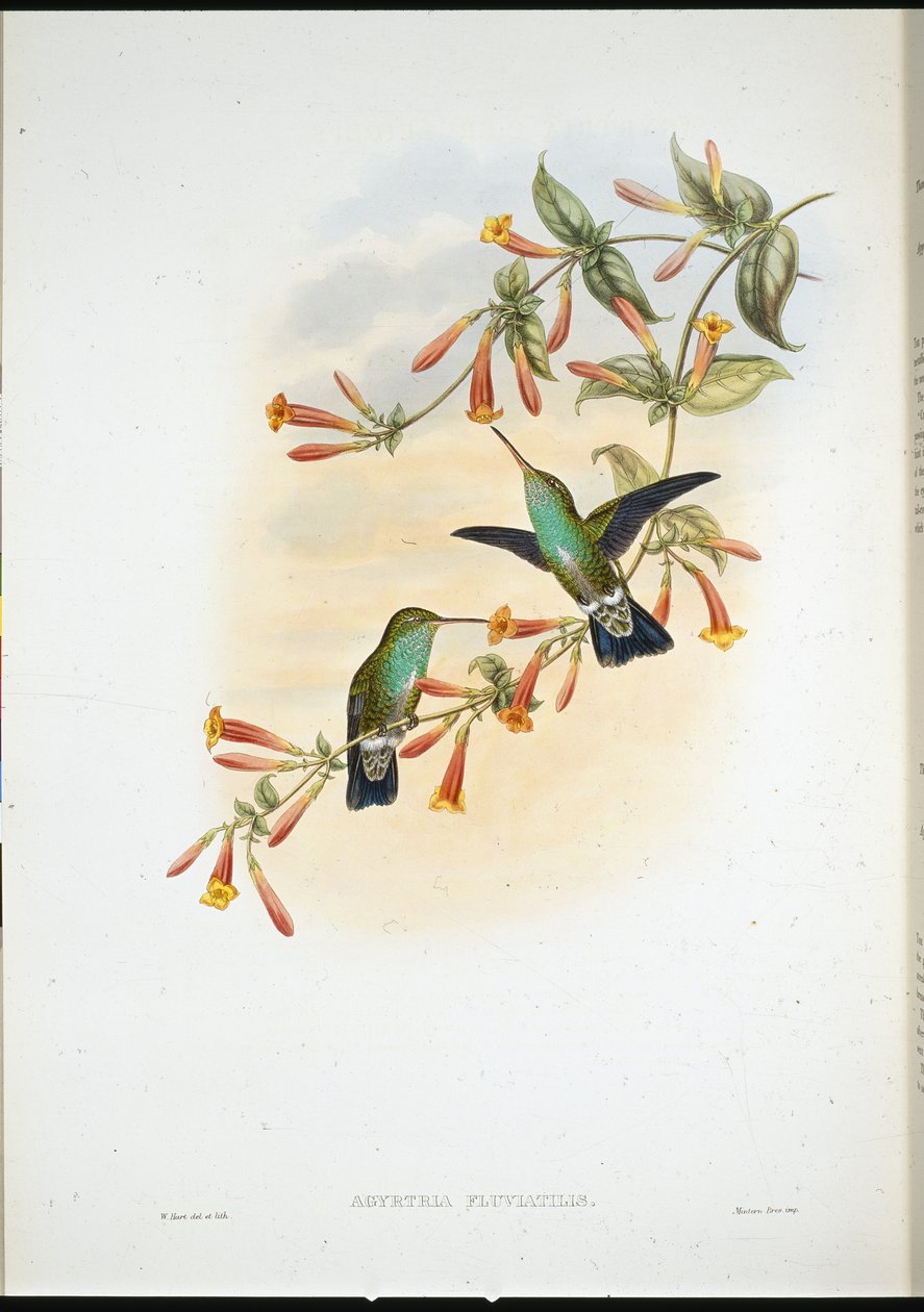 Smaragd říční (Agyrtria Fluviatilis) (ručně barvené lito) od John (after) Gould