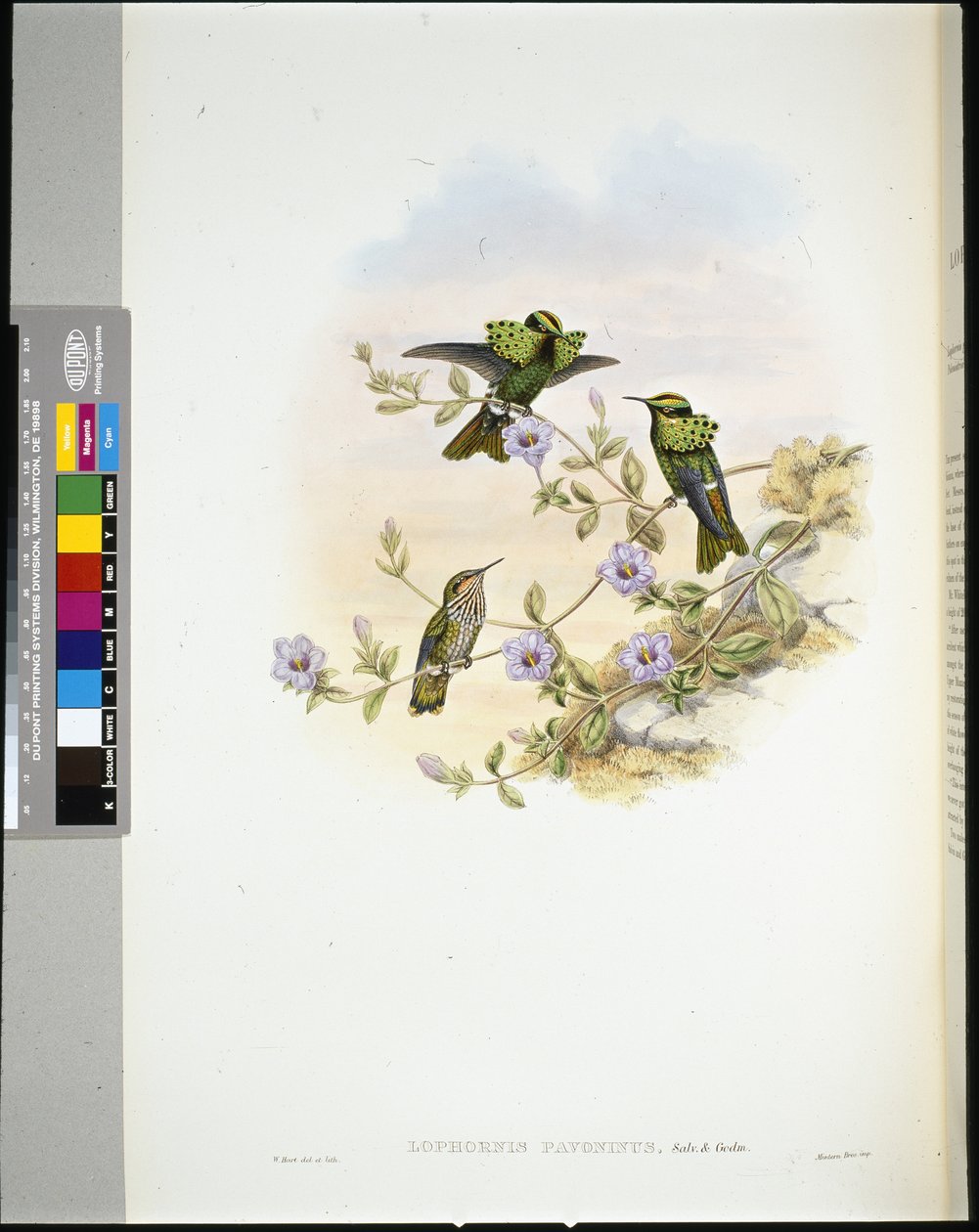 Roraima Coquette (lophornis pavoninus) (ručně barvené lito) od John (after) Gould