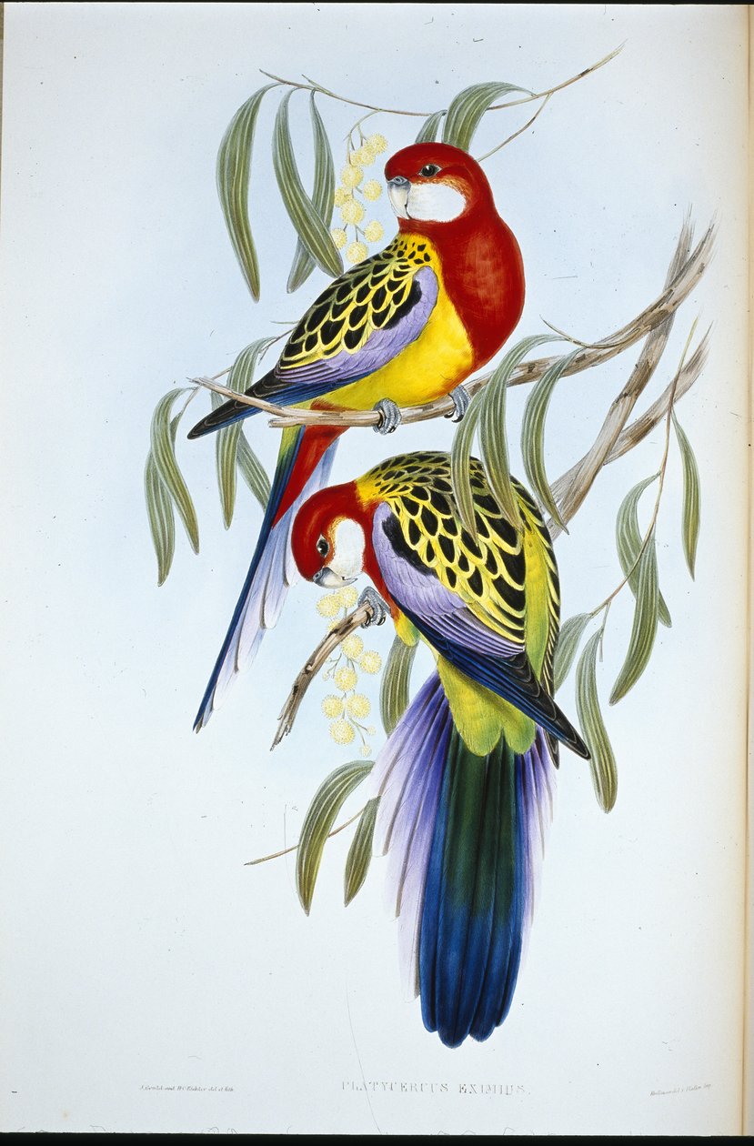 Andulka růžová (Platycercus Eximius) (ručně barvená lito) od John (after) Gould