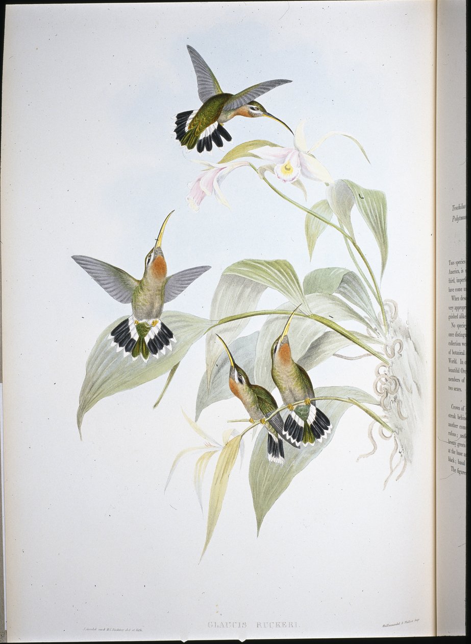 Ruckerův poustevník (Glaucis Ruckeri) (ručně kolorovaný lito) od John (after) Gould