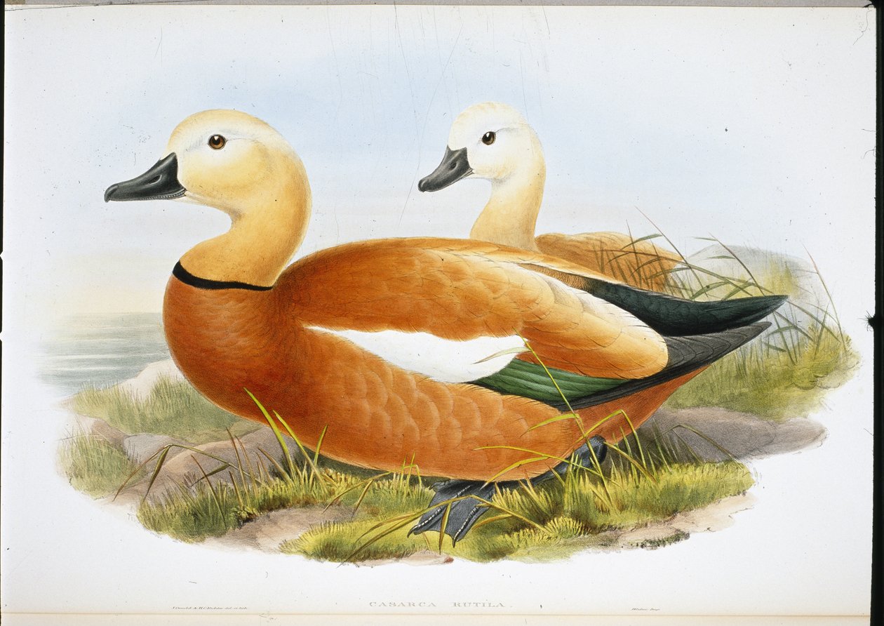 Ruddy Shelldrake (ručně vybarvení členové) od John (after) Gould