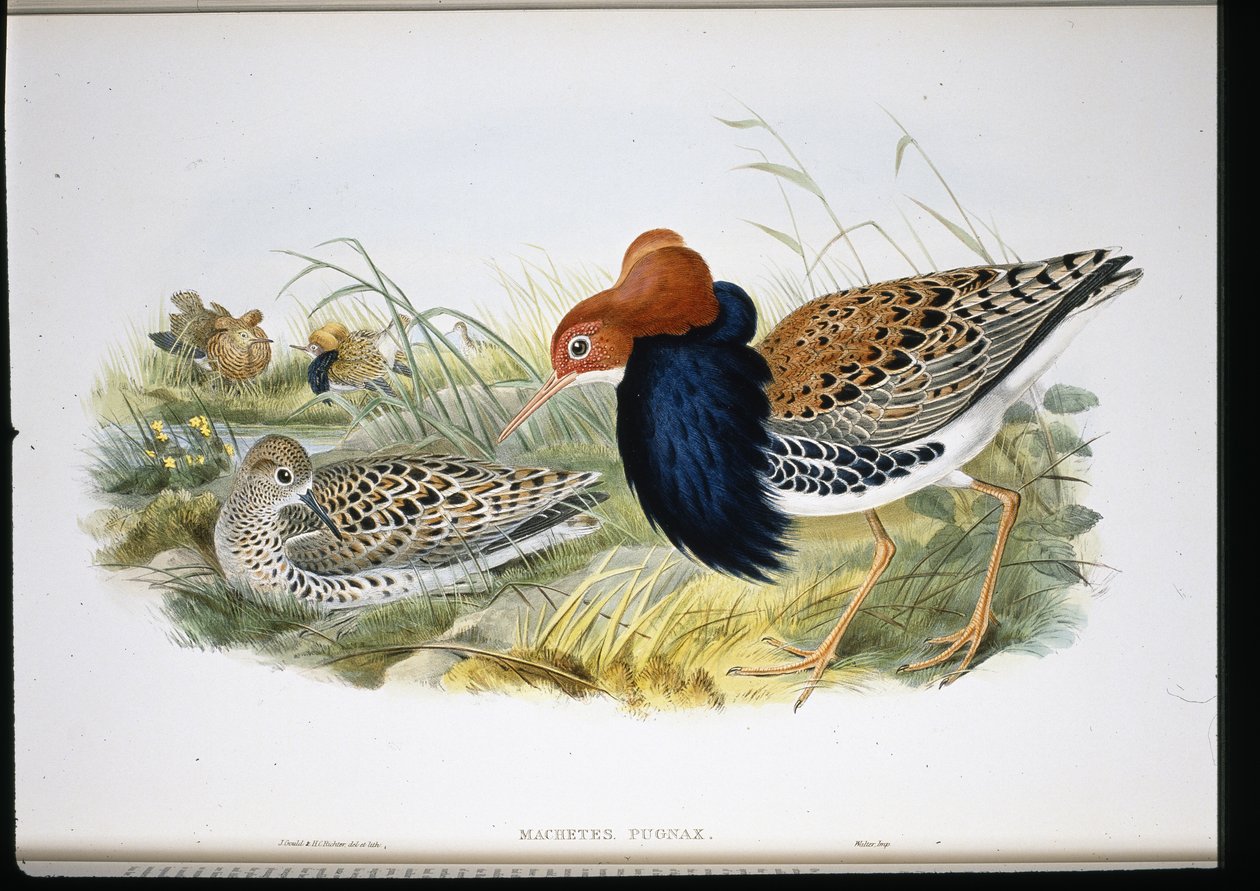 Ruff (ručně zbarvené končetiny) od John (after) Gould