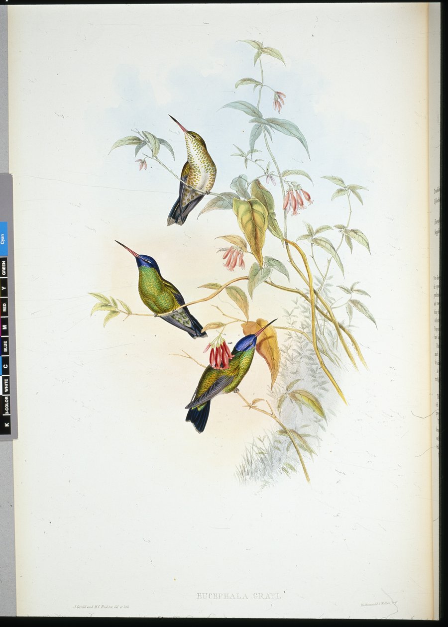 Plamennoš rufous (selasphorus rufus) (ručně barvené lito) od John (after) Gould