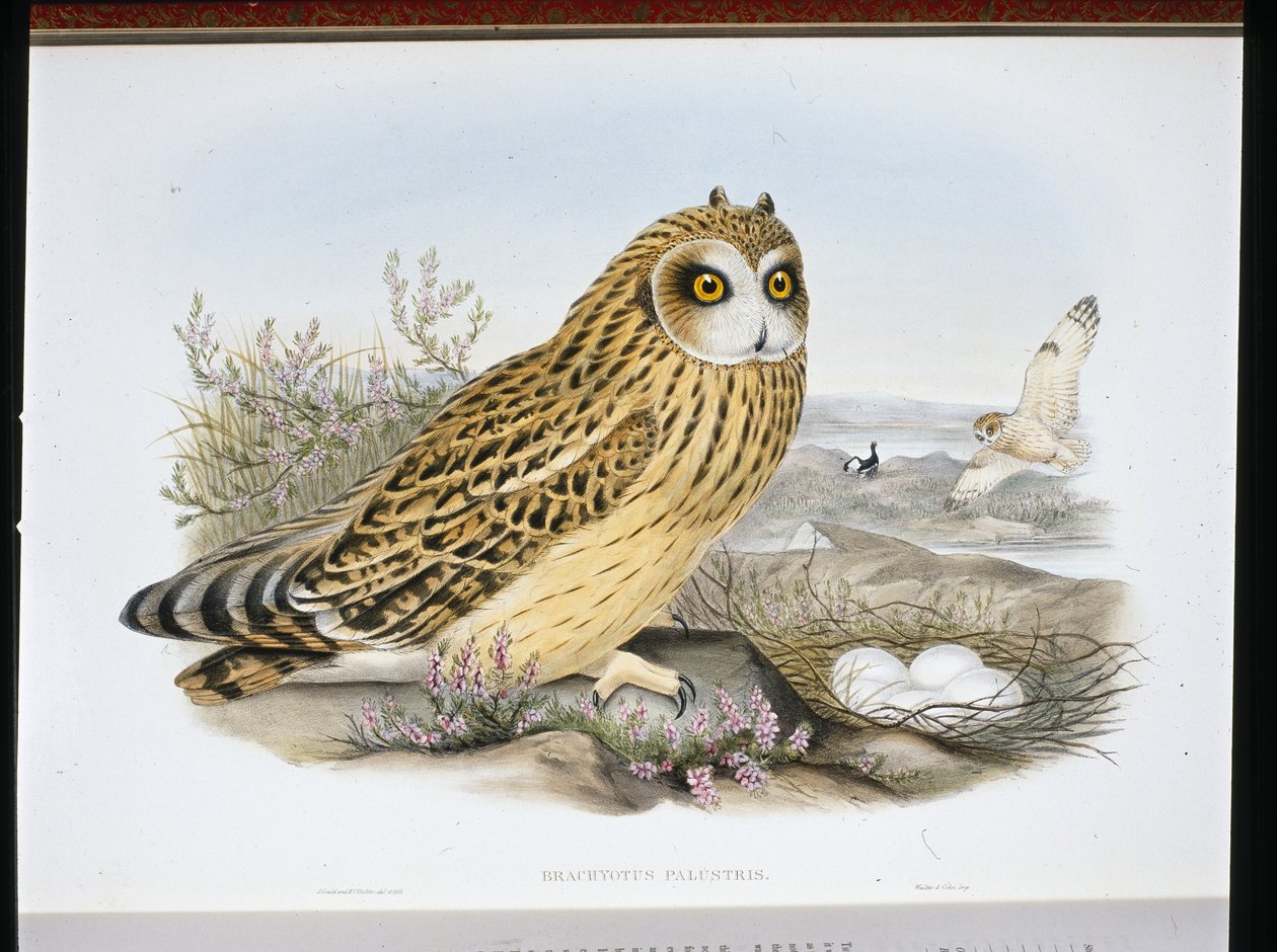 SOVA KRÁTKODUCHÁ (Brachyotus Palustris) (ručně barvené lito) od John (after) Gould