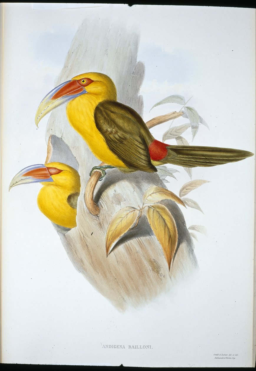Tukan pahorkový (Andigena Bailloni) šafránově zbarvený (ručně barvené lito) od John (after) Gould