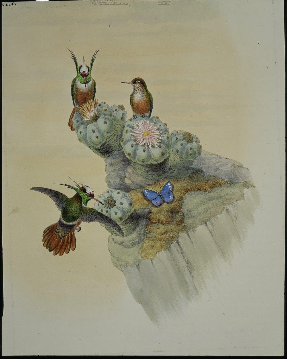 Salvinova koketa (Lophornis Adorabilis) (ručně barvené lito) od John (after) Gould