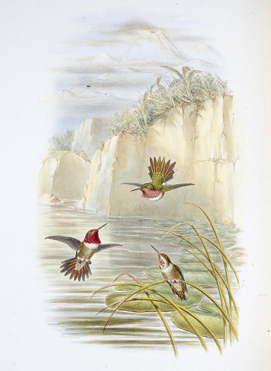Salvinův Plamenonoš. (Selasphorus ardens). (ručně kolorované lito) od John (after) Gould