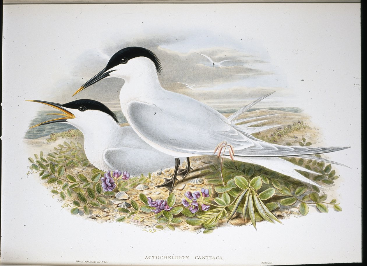 Rybák sendvičový (Actochel Cantiaca) (ručně barvené lito) od John (after) Gould