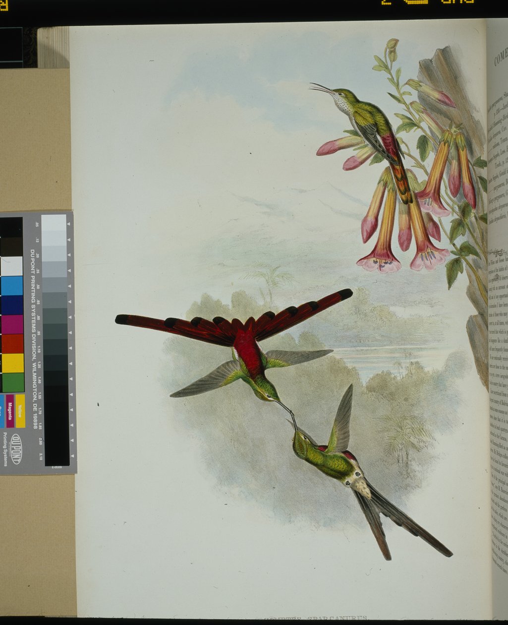 Sappho Comet (cometes sparganurus) (ručně barvené lito) od John (after) Gould
