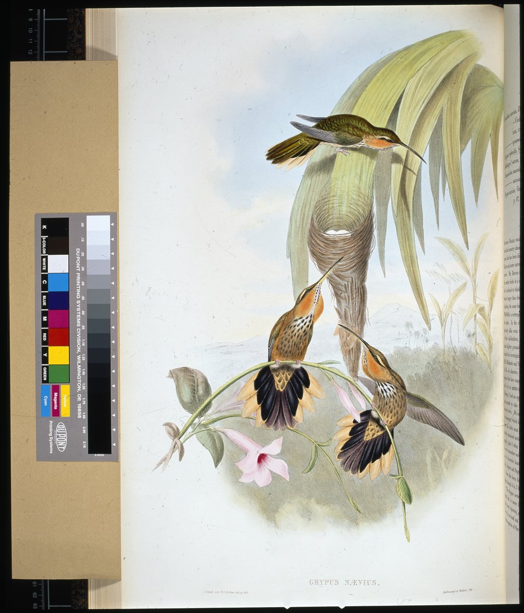 Saw-bil (grypus naevius) (ručně kolorovaný litho) od John (after) Gould
