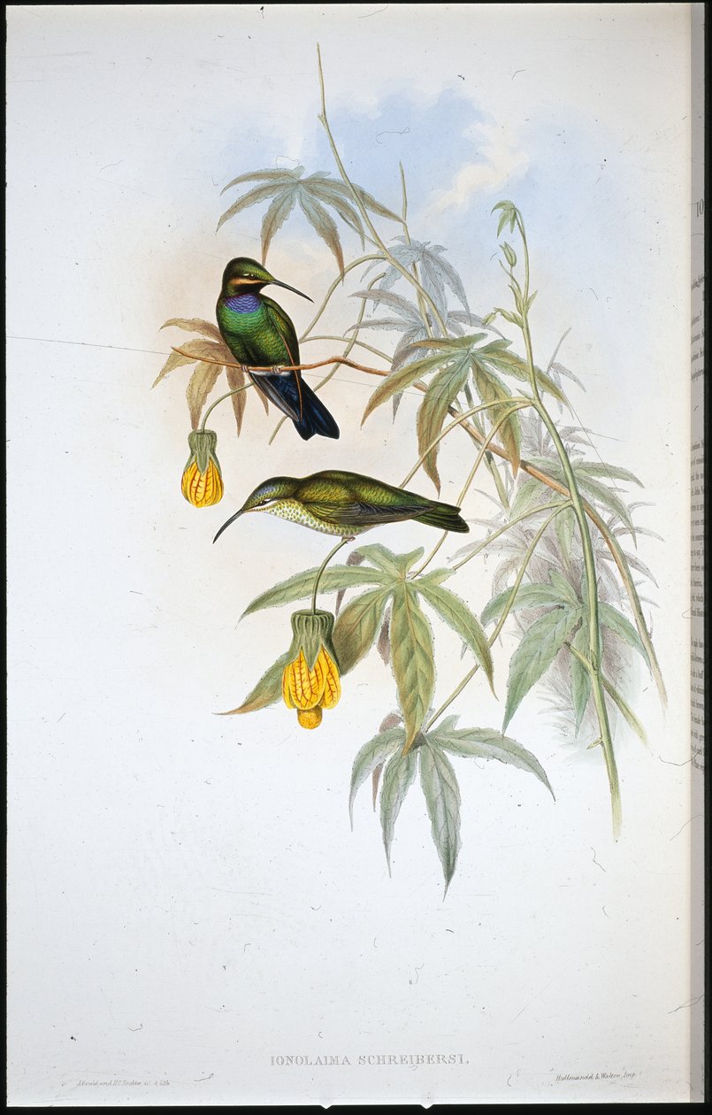 Kolibřík Schreiberův (Ionolaima Schreibersi) (ručně kolorovaný lito) od John (after) Gould