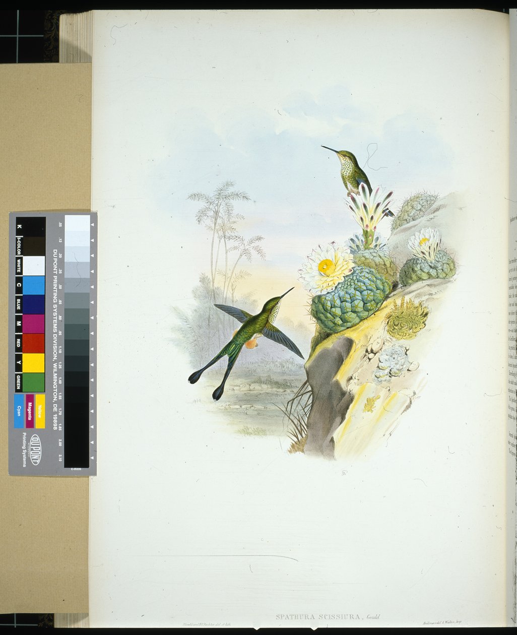 Spathura scissiura (ručně kolorovaná litografie) od John (after) Gould