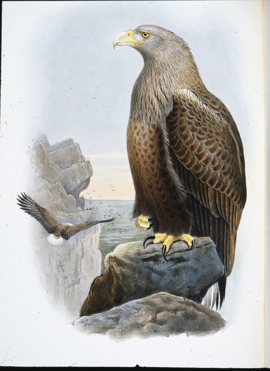 Orel mořský (Haliaetus Albicilla) (ručně barvené lito) od John (after) Gould