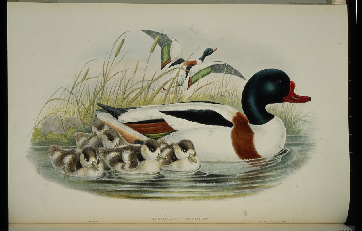Shell Duck (Tadorna Vulpanser) (ručně barvené lito) od John (after) Gould