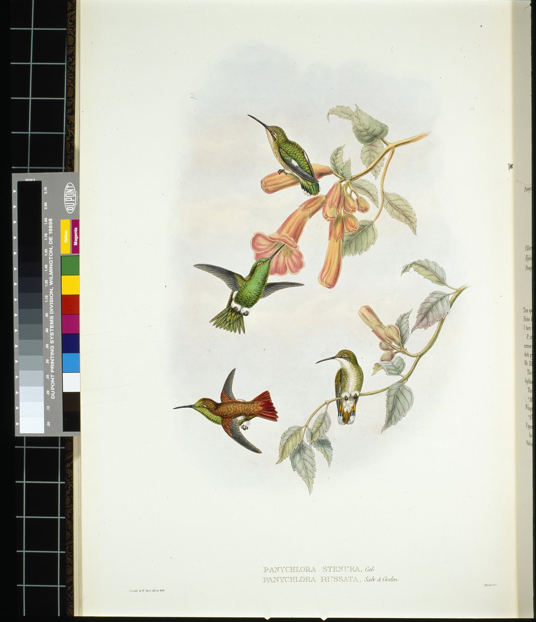 Zářící sluneční paprsek (aglaeactis cupreipennis) (ručně barvené lito) od John (after) Gould