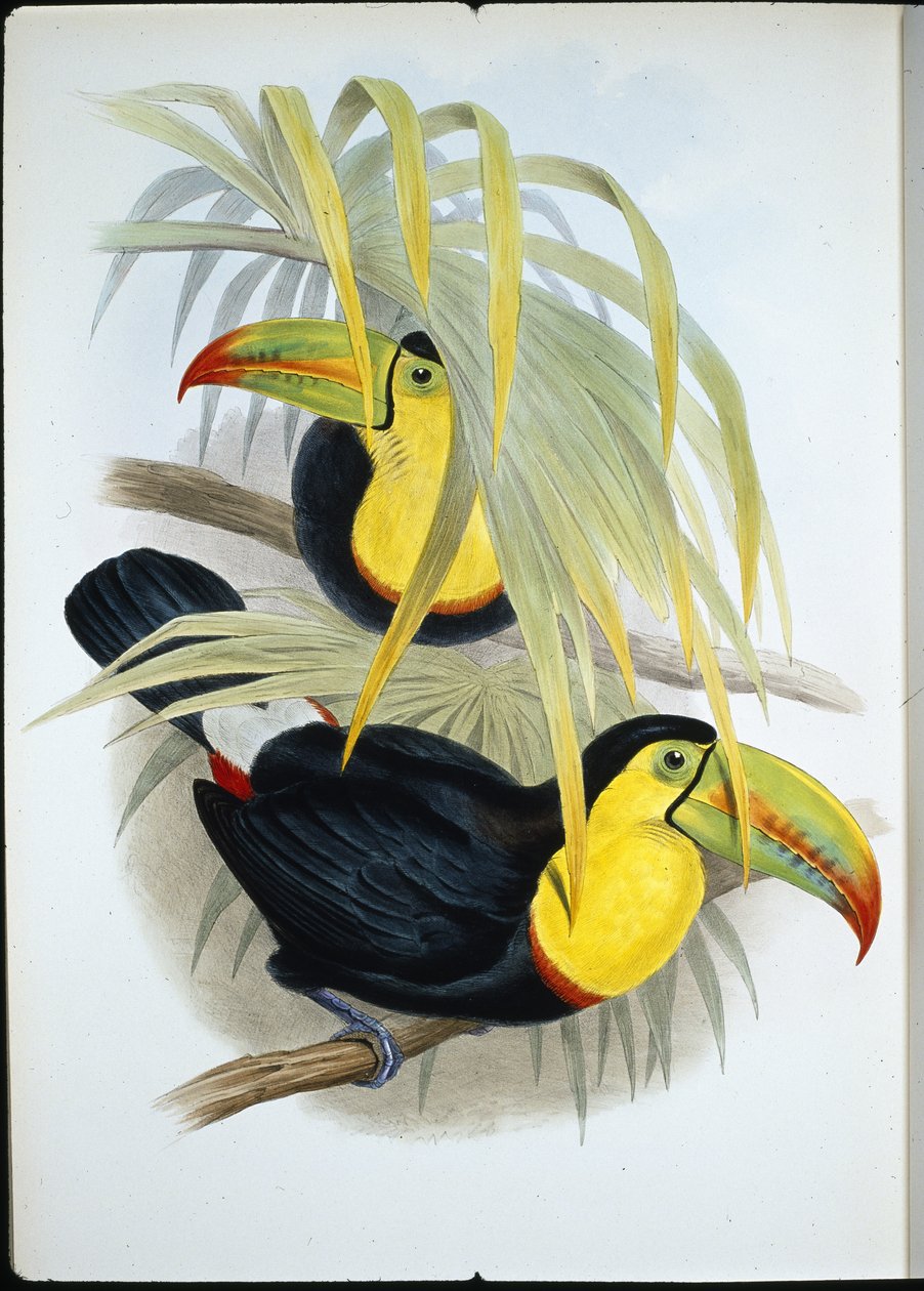 Tukan krátkozobý (Ramphastos Brevicarinatus) (ručně barvený litho) od John (after) Gould