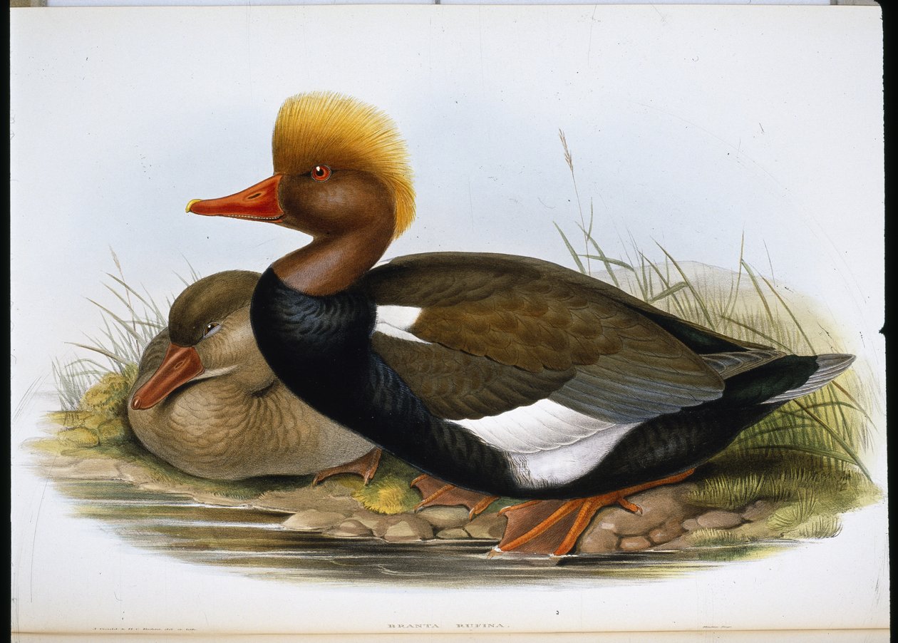 Lopatka (Spatula Clypeata) (ručně barvená lito) od John (after) Gould