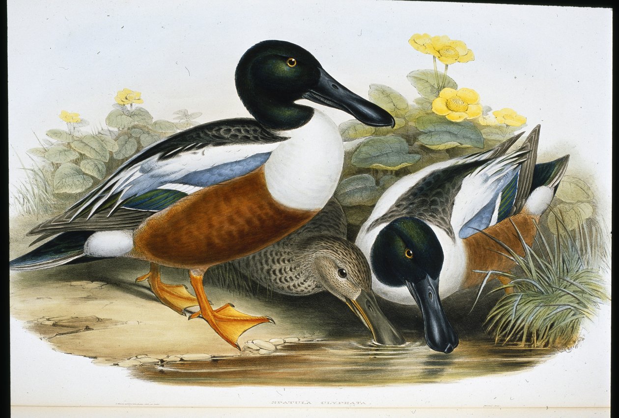 Lopatkové kachny (Spatula Clypeata) (ručně barvené litho) od John (after) Gould