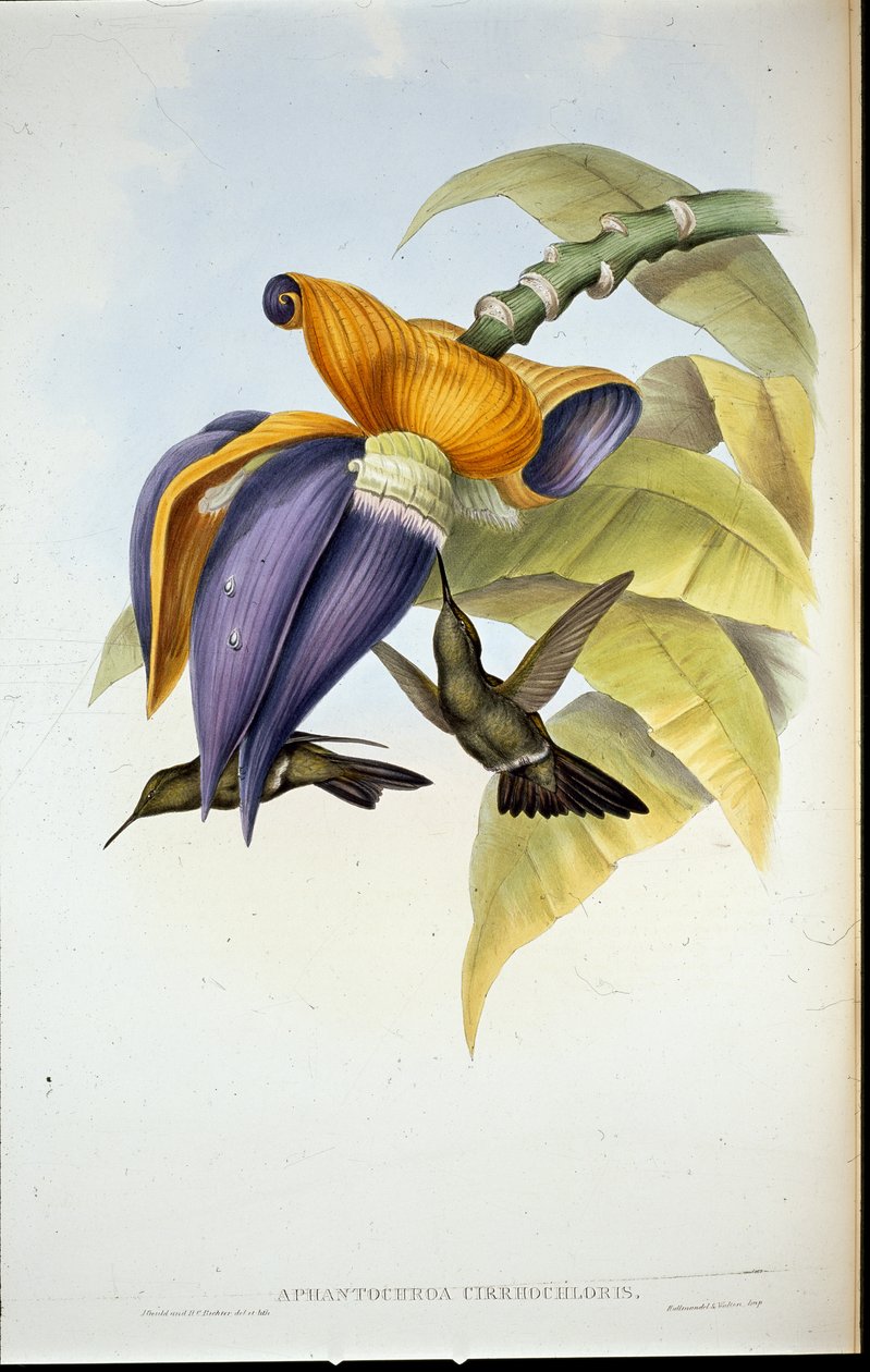 Ponurý kolibřík (Aphantochroa cirrhochloris) (ručně zbarvení členové) od John (after) Gould
