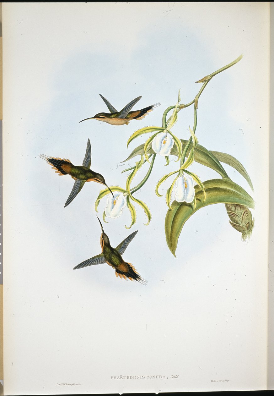 Jižní poustevník (Phaethornis Zonura) (ručně barvené lito) od John (after) Gould