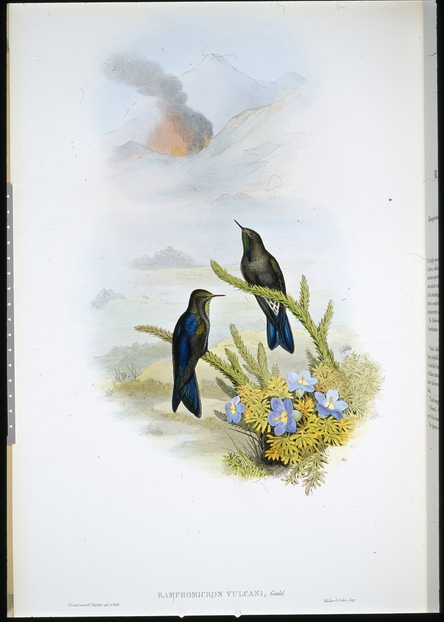 Trnovník jižní (Ramphomicron Vulcani) (ručně barvené lito) od John (after) Gould