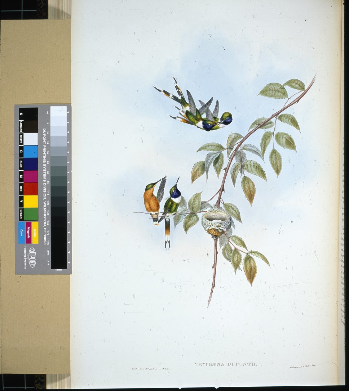 Jiskřivý ocas (tryphaena dupontii) (ručně barvený litho) od John (after) Gould