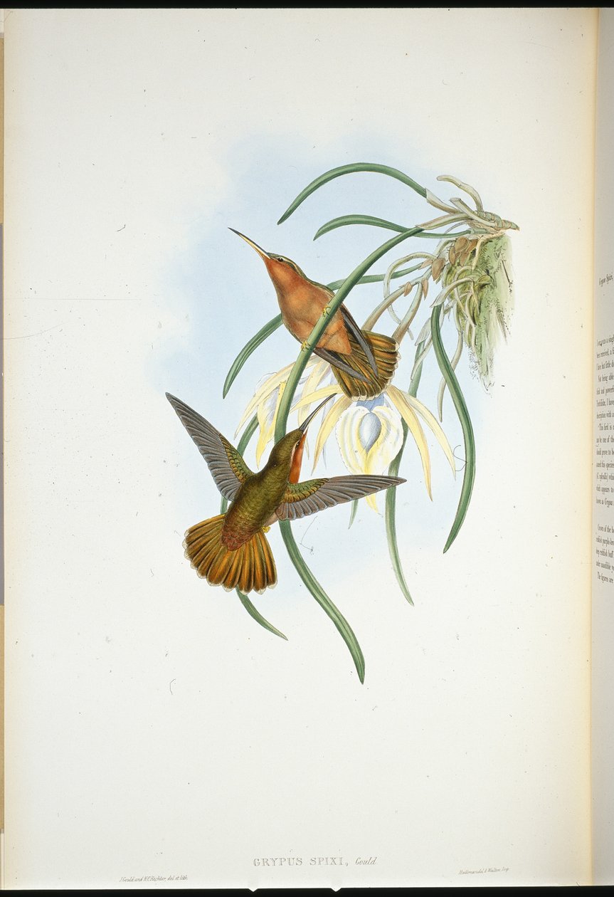 Spixův zobák (Grypus Spixi) (ručně kolorovaný litho) od John (after) Gould