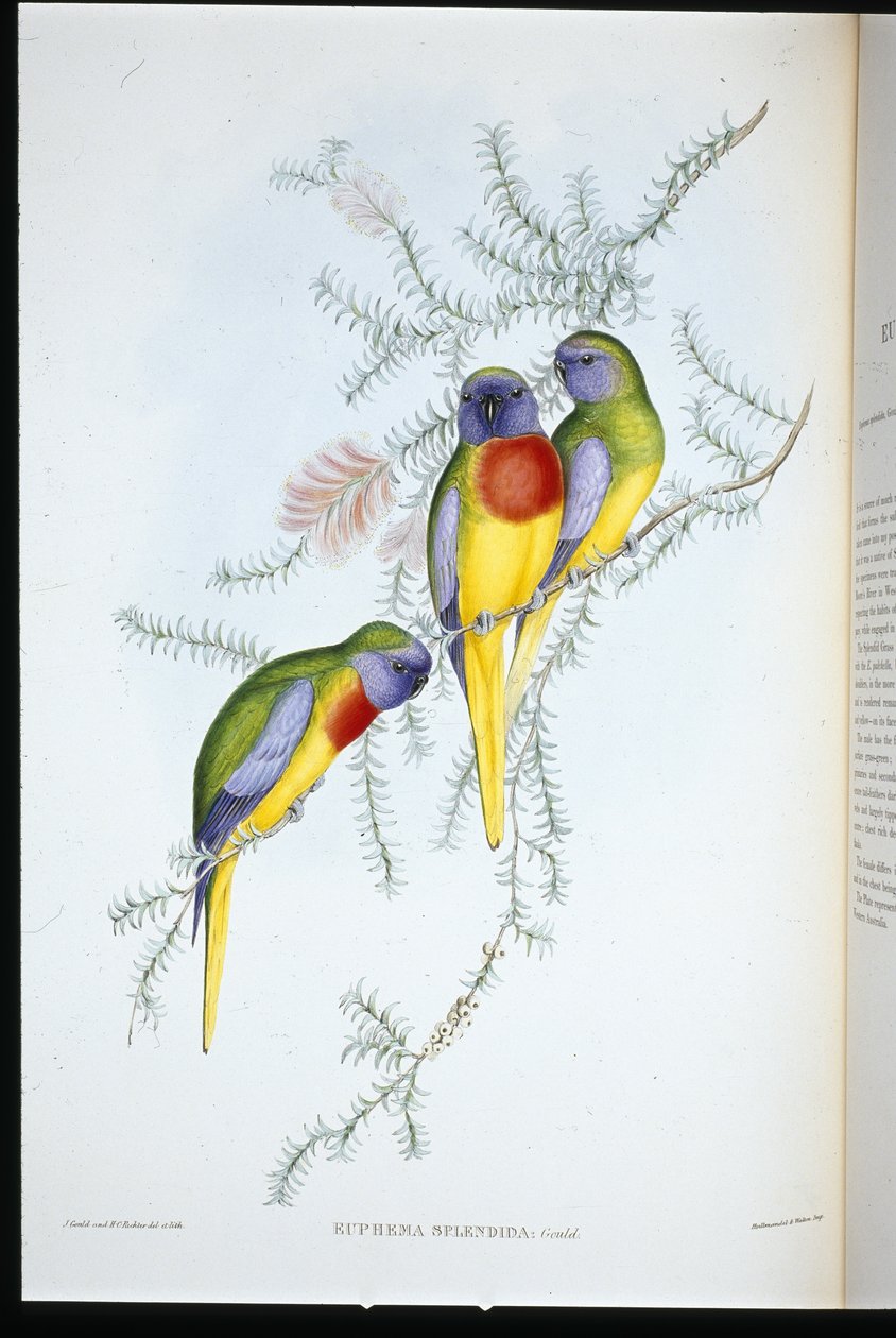 Andulka travní (euphema splendida) (ručně barvená lito) od John (after) Gould