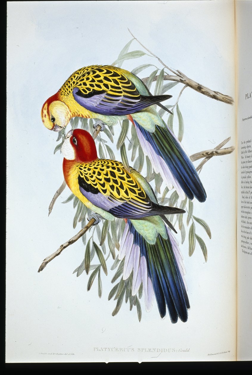 Splendid Andulka (Splendid Palatycercus) (ručně barvené litho) od John (after) Gould